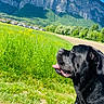 dog, black_dog, grass, field, mountain, sky, clouds, sunny, outdoor, nature, landscape, animal, tongue_out, greenery, scenic, daylight, pet, canine, side_view, happy