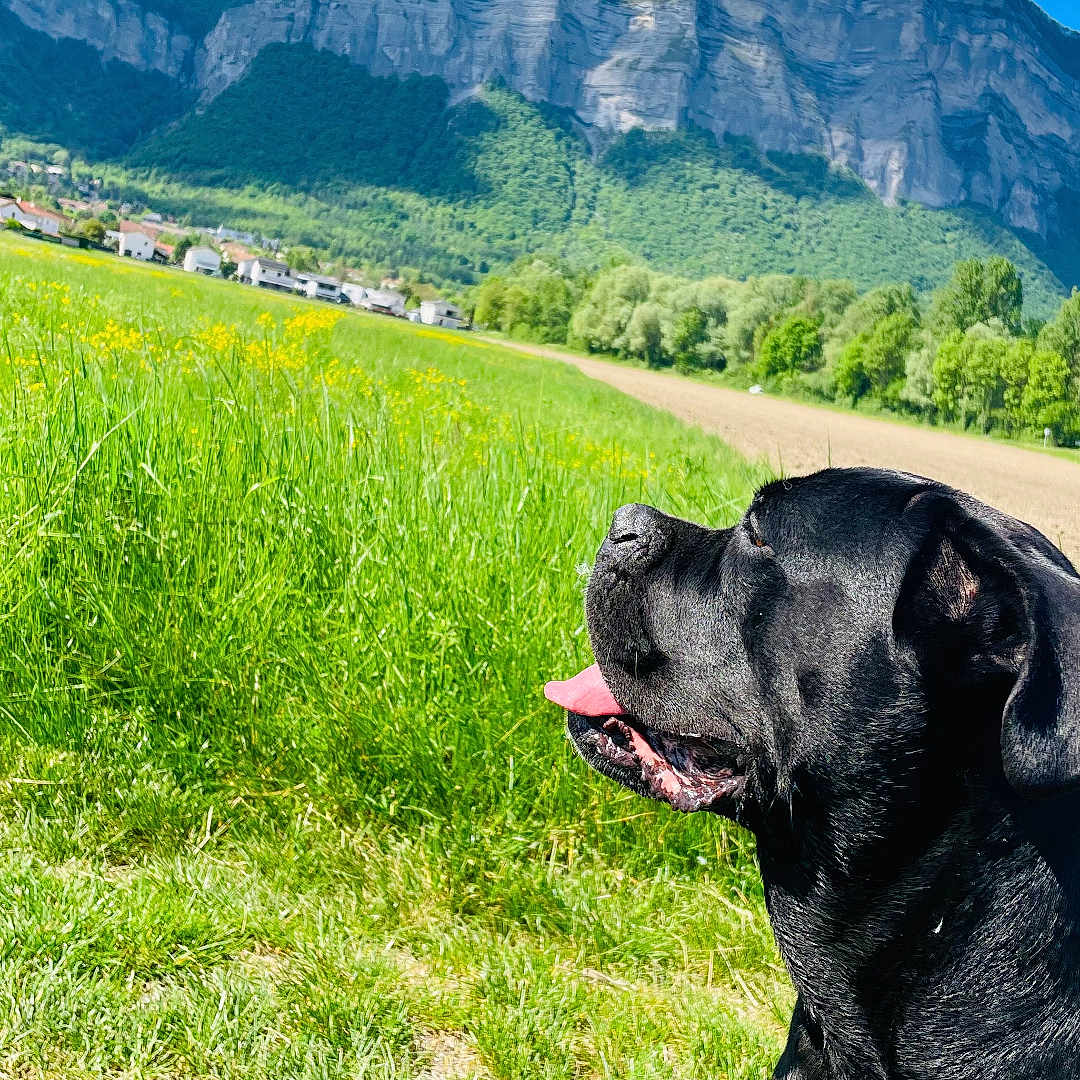 Luna a rejoint le concours — aidez-le/la à gagner de superbes lots ! dog, black_dog, grass, field, mountain, sky, clouds, sunny, outdoor, nature, landscape, animal, tongue_out, greenery, scenic, daylight, pet, canine, side_view, happy