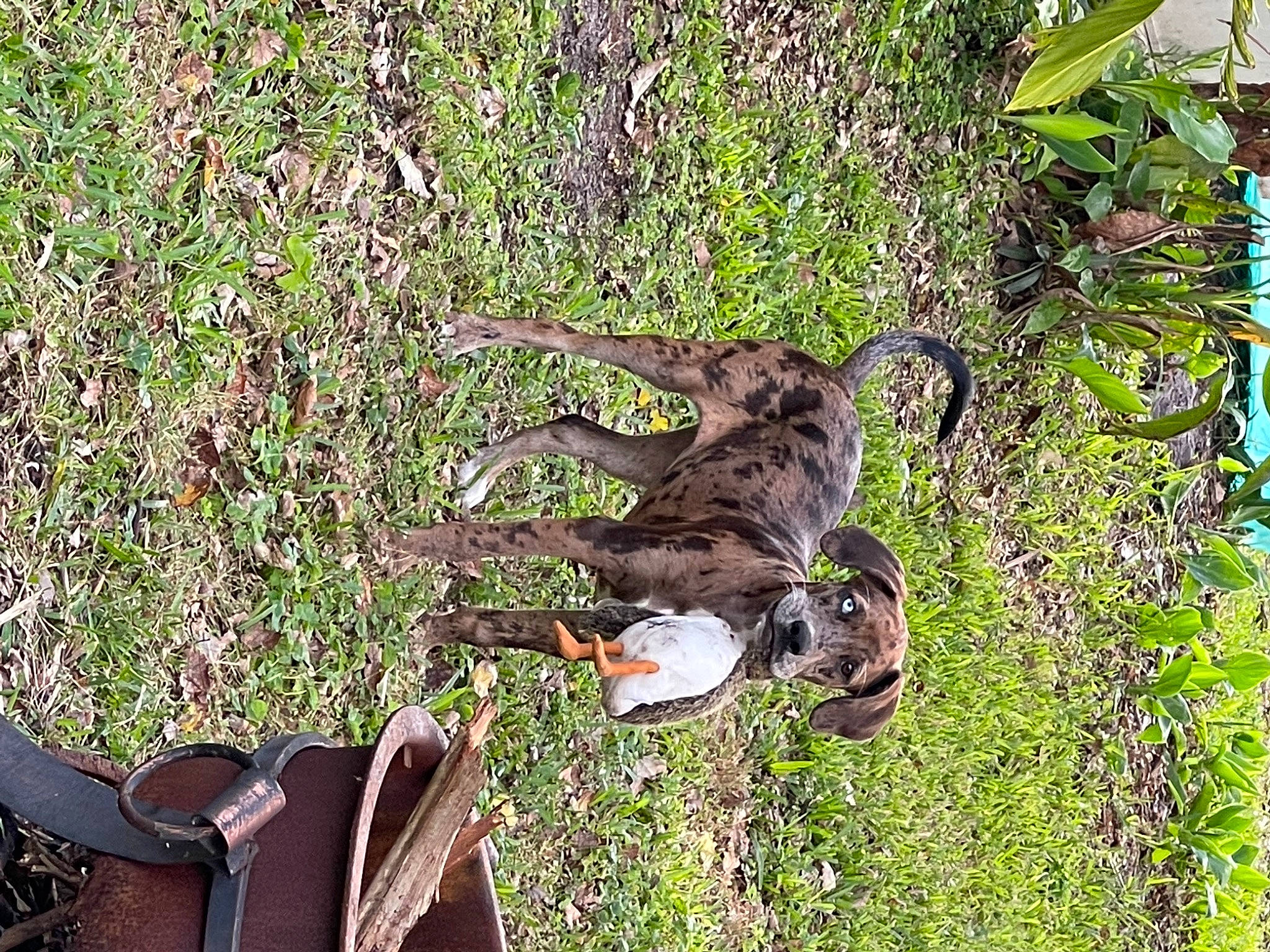 Bindi joined the competition — help win amazing prizes! bag, canidae, carnivore, dog, dog_breed, felidae, grass, grass_family, groundcover, outdoor_shoe, plant, shrub, sporting_group, tail, terrestrial_animal, tree, trunk, wildlife, working_animal