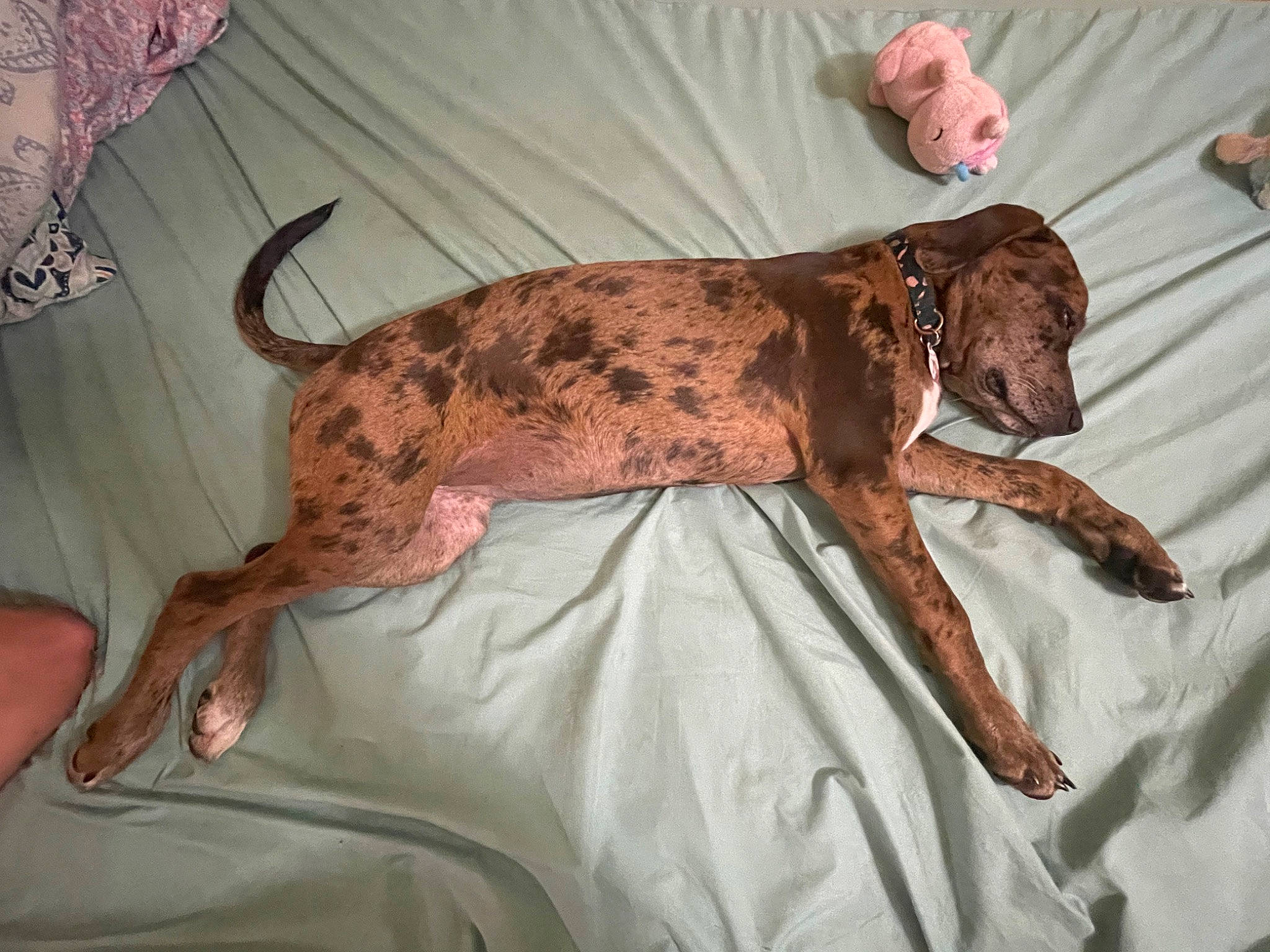 Bindi is registered to the contest to win money with this photo: art, canidae, carnivore, collar, comfort, companion_dog, dog, dog_breed, dog_collar, dog_supply, fawn, gun_dog, hound, liver, pointing_breed, sighthound, sporting_group, tail, terrestrial_animal, working_animal