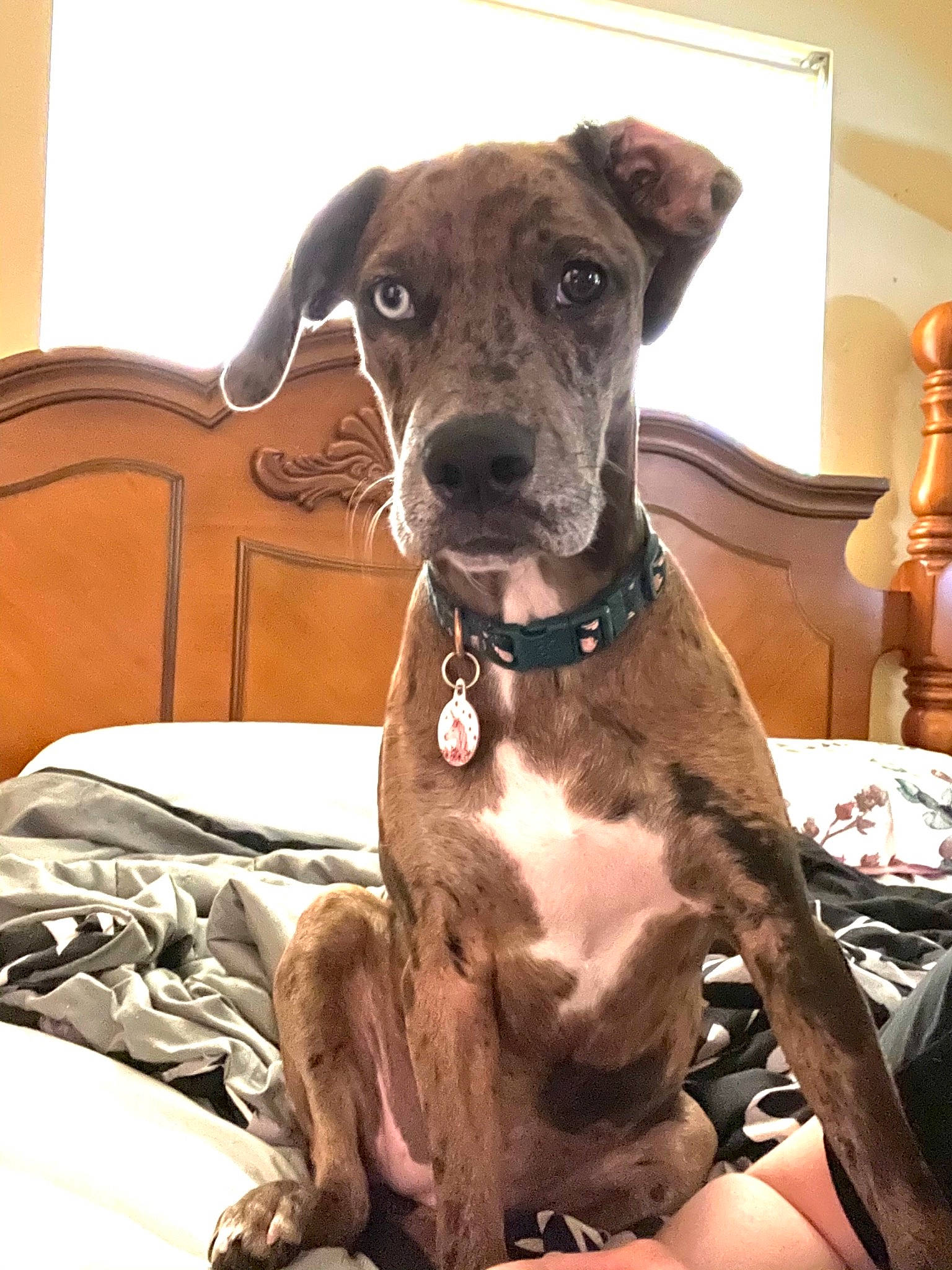 Bindi is registered to the contest to win money with this photo: canidae, carnivore, chair, collar, comfort, companion_dog, dog, dog_breed, dog_collar, dog_supply, fawn, liver, non_sporting_group, pet_supply, snout, sporting_group, terrestrial_animal, whiskers, working_animal, working_dog