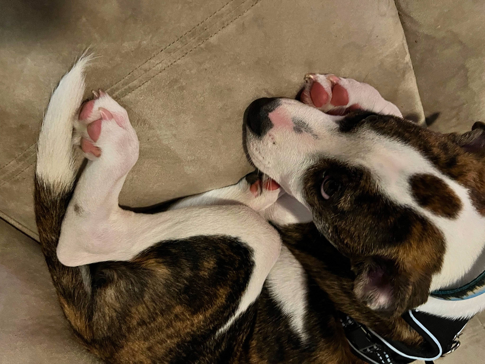 King is registered to the contest to win money with this photo: canidae, carnivore, collar, comfort, companion_dog, dog, dog_breed, dog_supply, ear, fawn, foot, fur, guard_dog, nap, paw, snout, sporting_group, tail, whiskers, working_animal