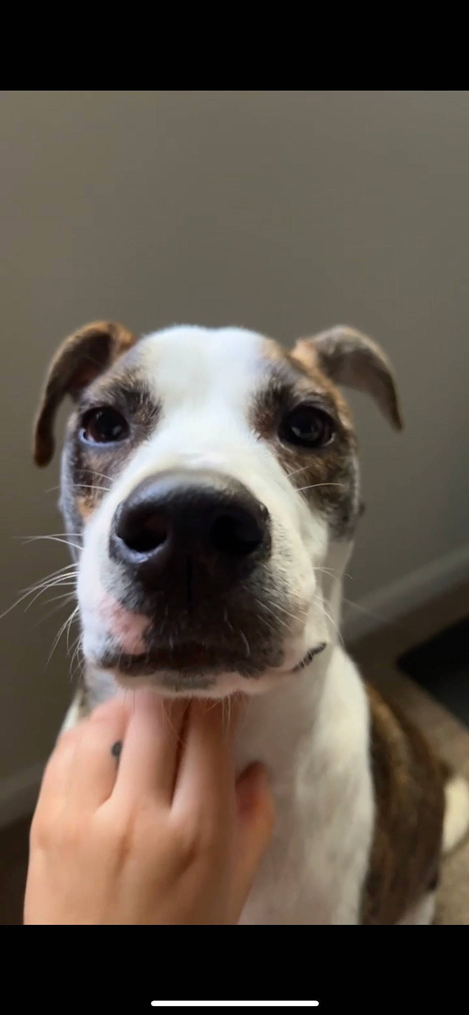 King joined the competition — help win amazing prizes! canidae, carnivore, close_up, collar, companion_dog, dog, dog_breed, dog_collar, ear, fang, fawn, non_sporting_group, snout, sporting_group, terrestrial_animal, whiskers, working_animal, working_dog