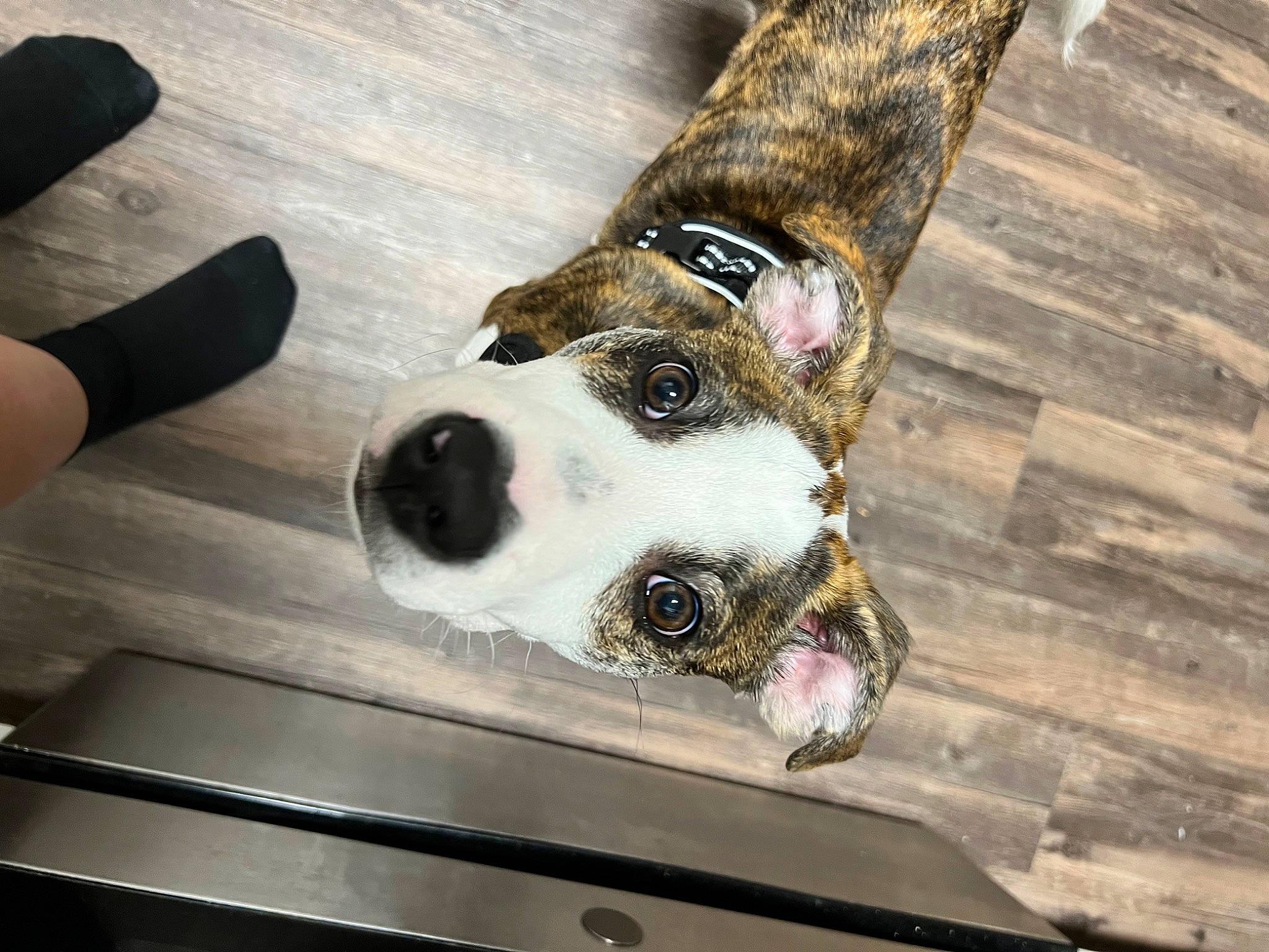 King is registered to the contest to win money with this photo: canidae, carnivore, collar, companion_dog, dog, dog_breed, dog_collar, dog_supply, fawn, flooring, fur, guard_dog, paw, pet_supply, snout, sock, sporting_group, whiskers, wood, working_animal