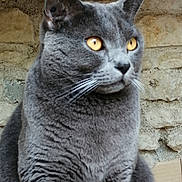 Oslo a rejoint le concours — aidez-le/la à gagner de superbes lots ! cat, grey_cat, feline, pet, animal, whiskers, ears, golden_eyes, fur, portrait, close_up, looking_away, sitting, indoor, stone_wall, background, domestic_cat, cute, mammal, furry