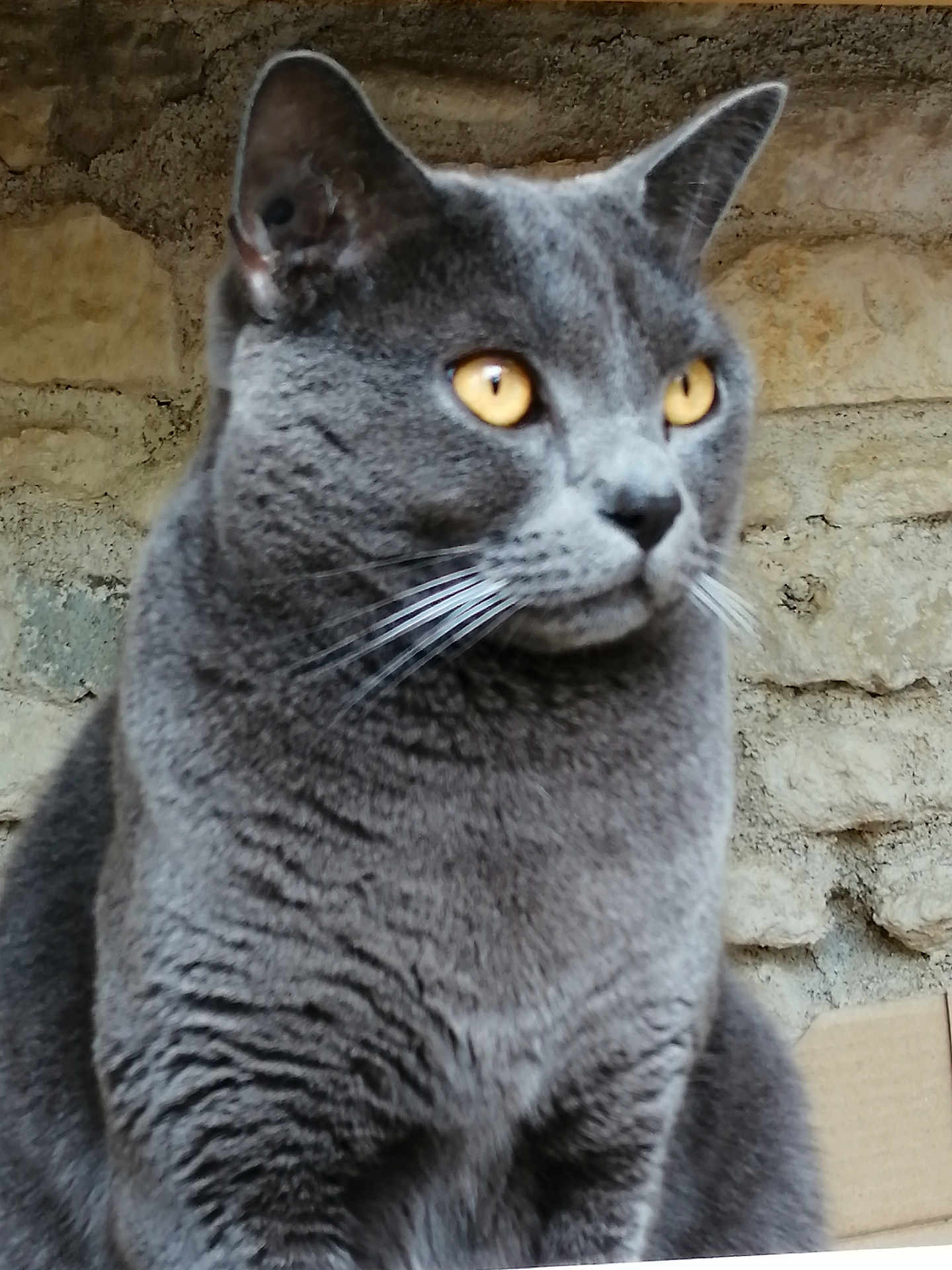 Oslo a rejoint le concours — aidez-le/la à gagner de superbes lots ! cat, grey_cat, feline, pet, animal, whiskers, ears, golden_eyes, fur, portrait, close_up, looking_away, sitting, indoor, stone_wall, background, domestic_cat, cute, mammal, furry
