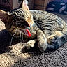 Timothy joined the competition — help win amazing prizes! animal, carpet, cat, cozy, cute, domestic, feline, fur, household, indoor, kitten, paw, pet, resting, sleepy, sunlight, tabby, tail, whiskers, yawning
