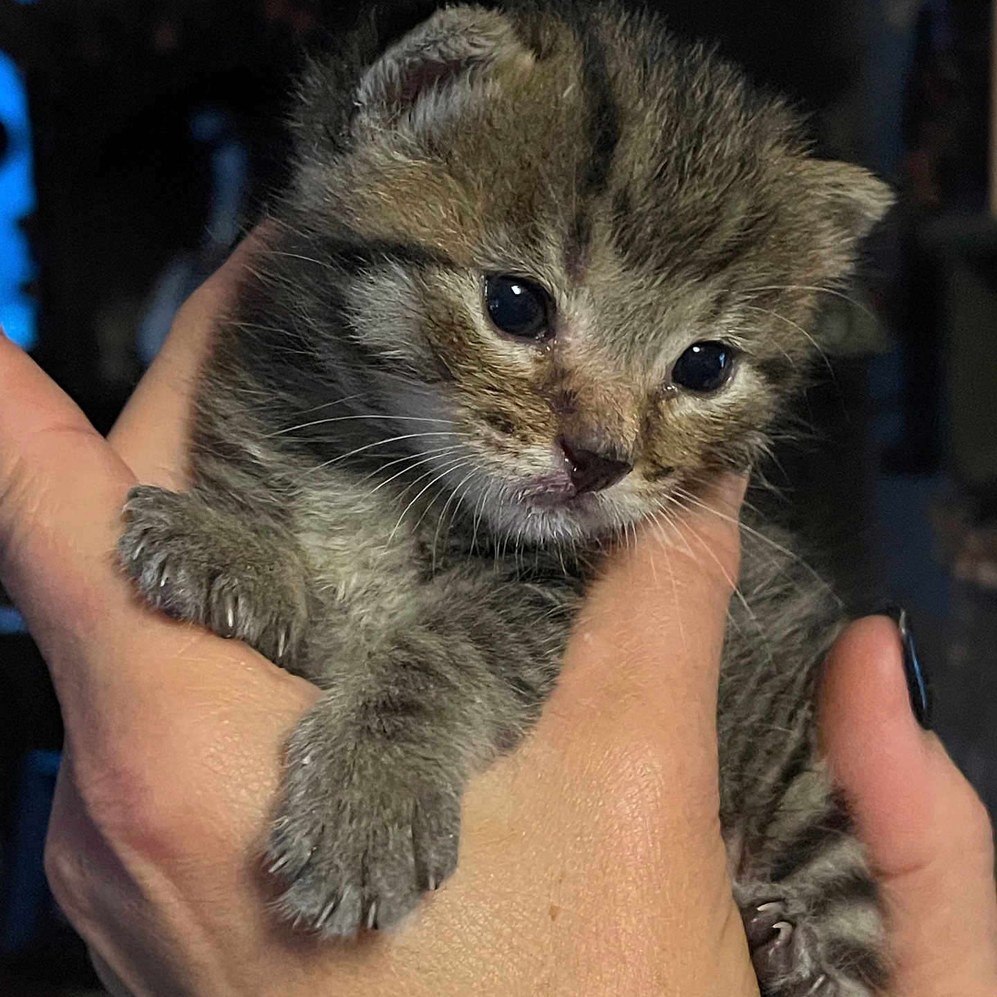 Timothy is registered to the contest to win money with this photo: animal, baby_animal, cat, close_up, cute, domestic_animal, feline, fur, hands, human_hand, indoor, kitten, mammal, nurturing, pet, portrait, soft_light, tiny, whiskers, young