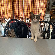 Timothy joined the competition — help win amazing prizes! animal, cat, chair, counter, curious, cute, decor, domestic, feline, furniture, gray_and_white_cat, indoor, kitchen, pet, plaid_curtains, sign, tabby_cat, table, vintage_telephone, window