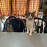 animal, cat, chair, counter, curious, cute, decor, domestic, feline, furniture, gray_and_white_cat, indoor, kitchen, pet, plaid_curtains, sign, tabby_cat, table, vintage_telephone, window