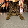 Timothy joined the competition — help win amazing prizes! animal, brown, cat, chair, cozy, curtains, domestic, face, furniture, indoor, looking_down, mammal, paws, pet, portrait, resting, striped, tabby, table, whiskers