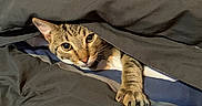 Timothy joined the competition — help win amazing prizes! animal, bed, blanket, cat, claws, comfort, cozy, curious, cute, domestic_animal, feline, fur, hide_and_seek, indoor, looking, paw, pet, resting, striped, tabby_cat