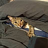 animal, bed, blanket, cat, claws, comfort, cozy, curious, cute, domestic_animal, feline, fur, hide_and_seek, indoor, looking, paw, pet, resting, striped, tabby_cat