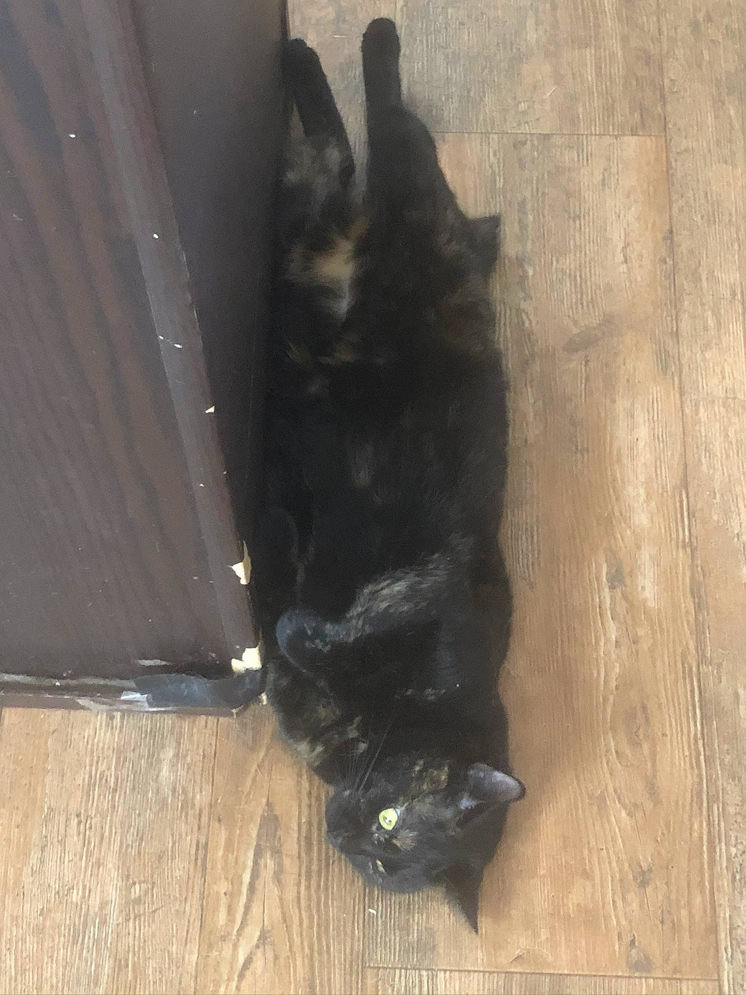 Piglet is registered to the contest to win money with this photo: black_cat, canidae, carnivore, cat, claw, dog_breed, domestic_short_haired_cat, felidae, flooring, fur, hardwood, paw, small_to_medium_sized_cats, sporting_group, tail, terrestrial_animal, whiskers, wood, wood_stain