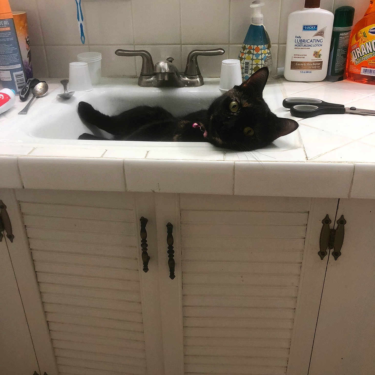 Piglet is registered to the contest to win money with this photo: bottle, cabinetry, cat, chest_of_drawers, countertop, floor, flooring, gas, grey, home_appliance, interior_design, kitchen, kitchen_appliance, kitchen_sink, linens, major_appliance, plumbing_fixture, room, sink, tap