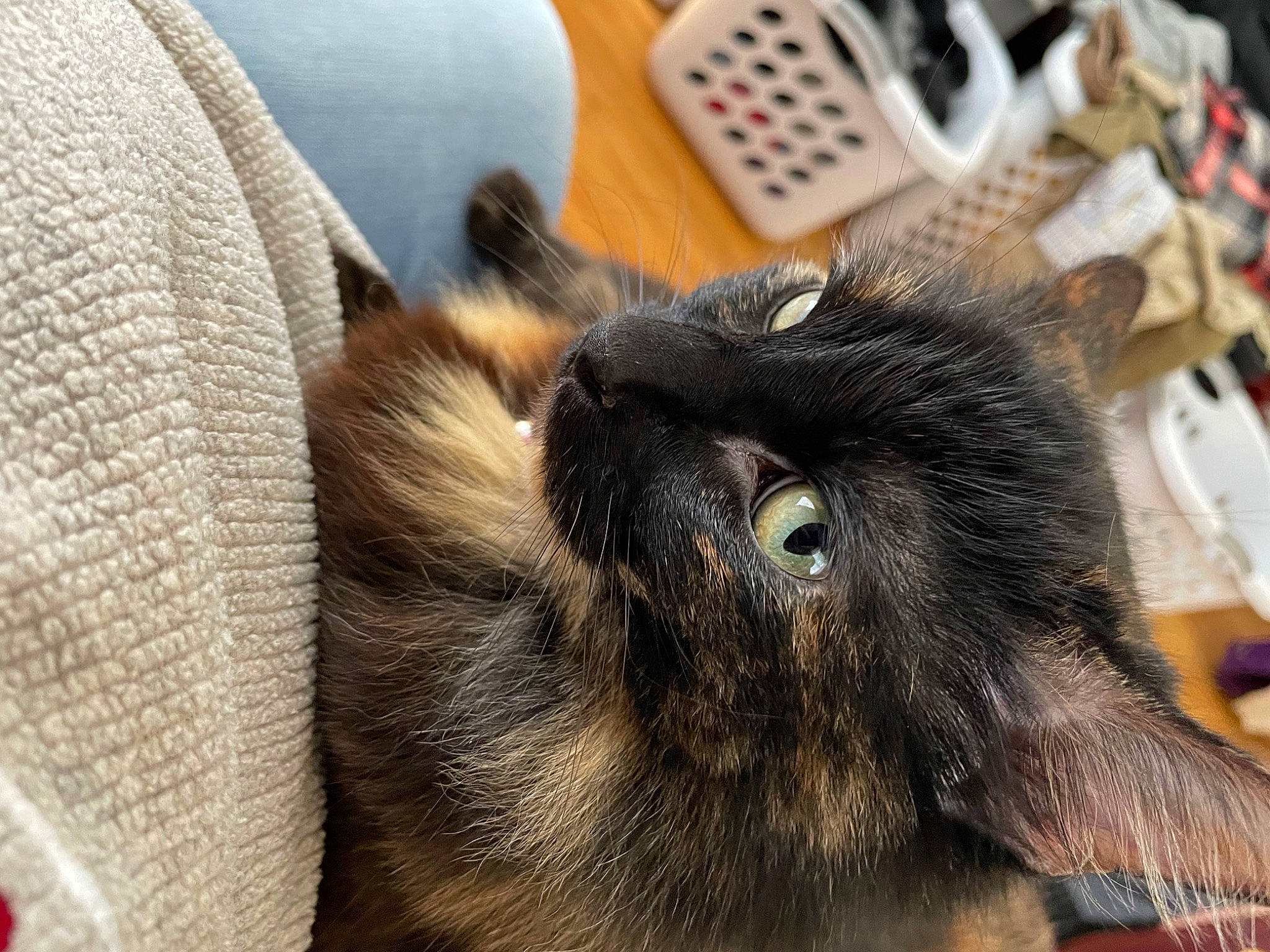 Angel joined the competition — help win amazing prizes! black_cat, carnivore, cat, claw, comfort, dog_breed, domestic_short_haired_cat, felidae, fur, liver, paw, small_to_medium_sized_cats, sporting_group, tail, terrestrial_animal, whiskers, working_animal