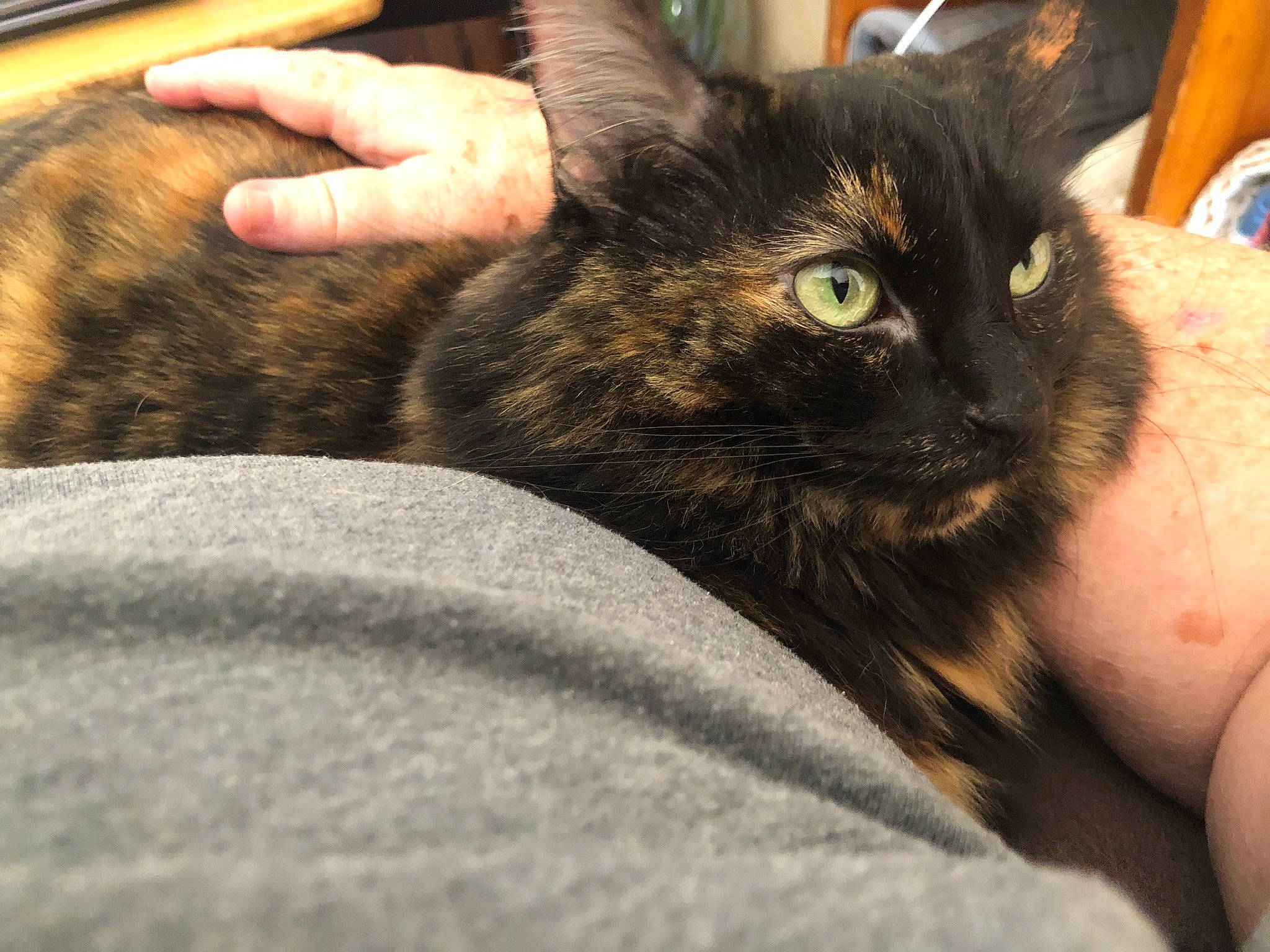 Angel joined the competition — help win amazing prizes! black_cat, bombay, carnivore, cat, claw, comfort, domestic_short_haired_cat, ear, eye, felidae, fur, gesture, human_leg, nail, paw, small_to_medium_sized_cats, snout, thumb, whiskers, wrist