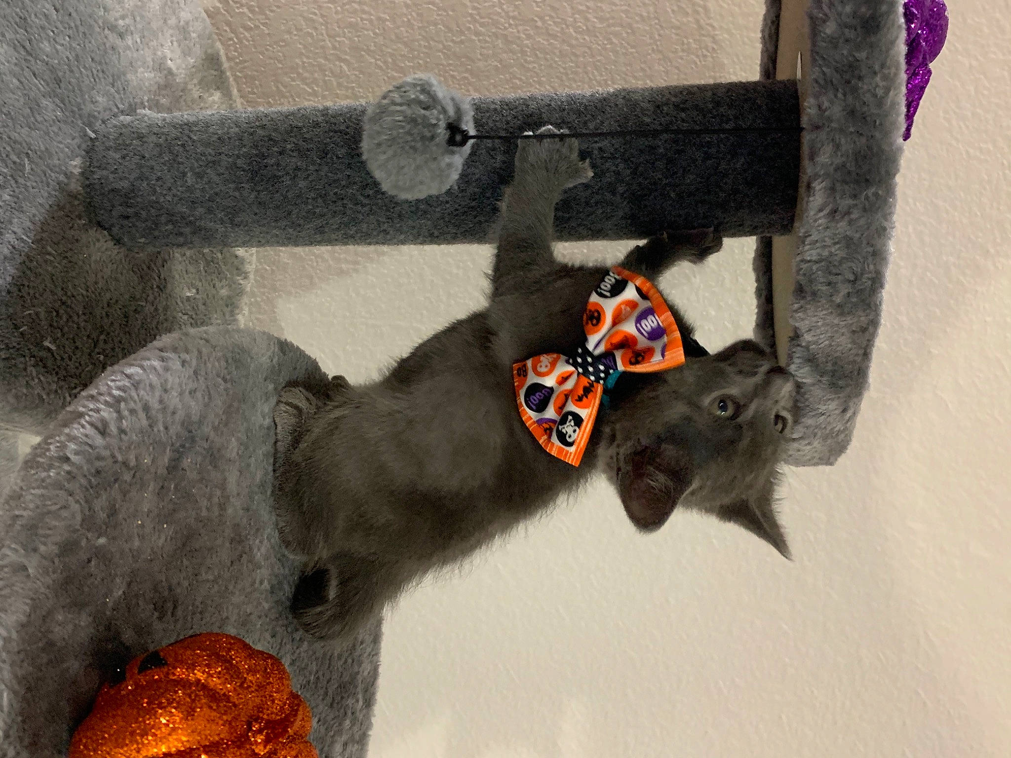 Niles joined the competition — help win amazing prizes! collar, snout, stuffed_toy, terrestrial_animal, working_animal