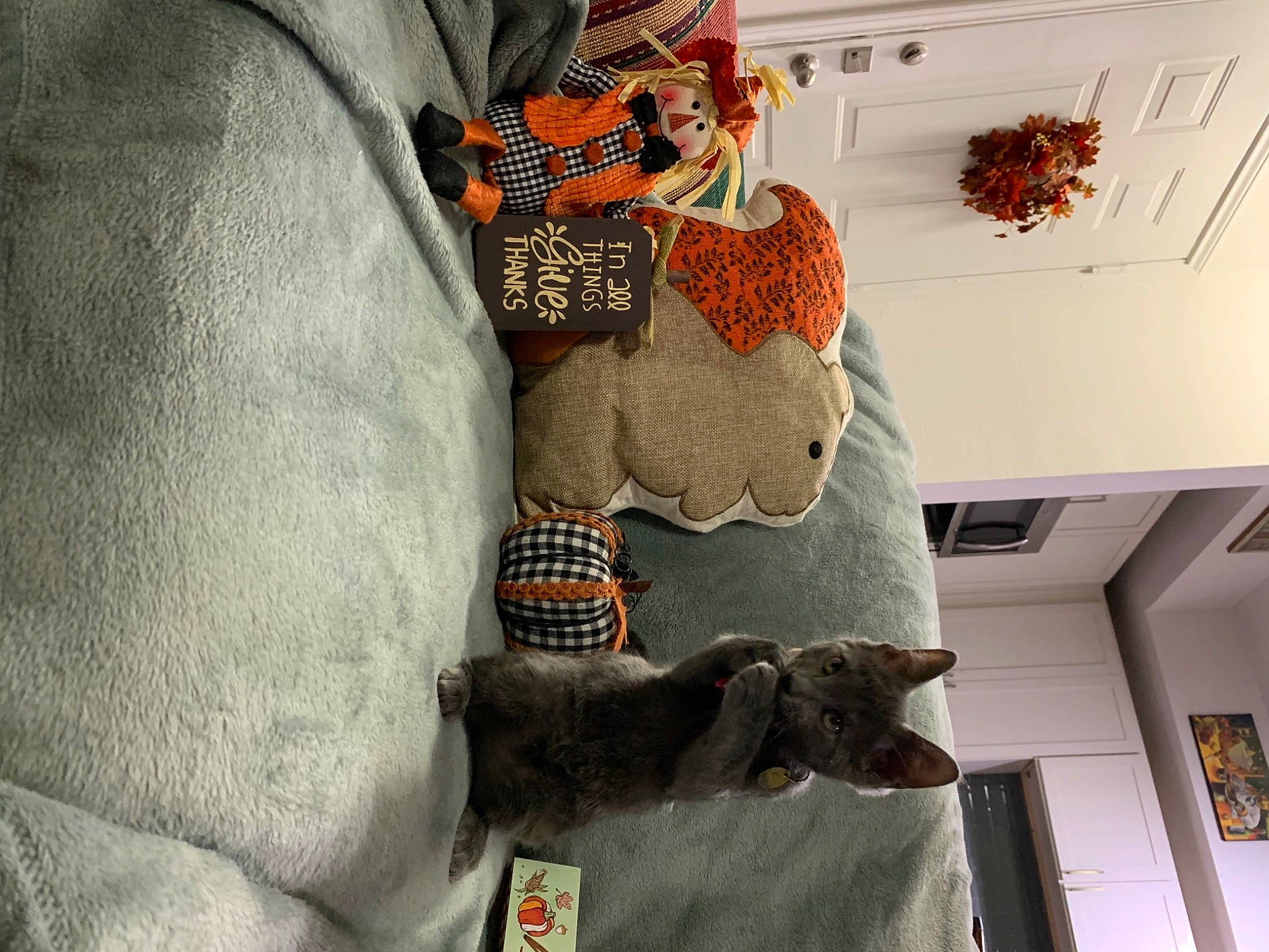 Niles joined the competition — help win amazing prizes! ceiling, fur, guitar, light_fixture, natural_material, plush, small_to_medium_sized_cats, string_instrument, stuffed_toy, textile, toy