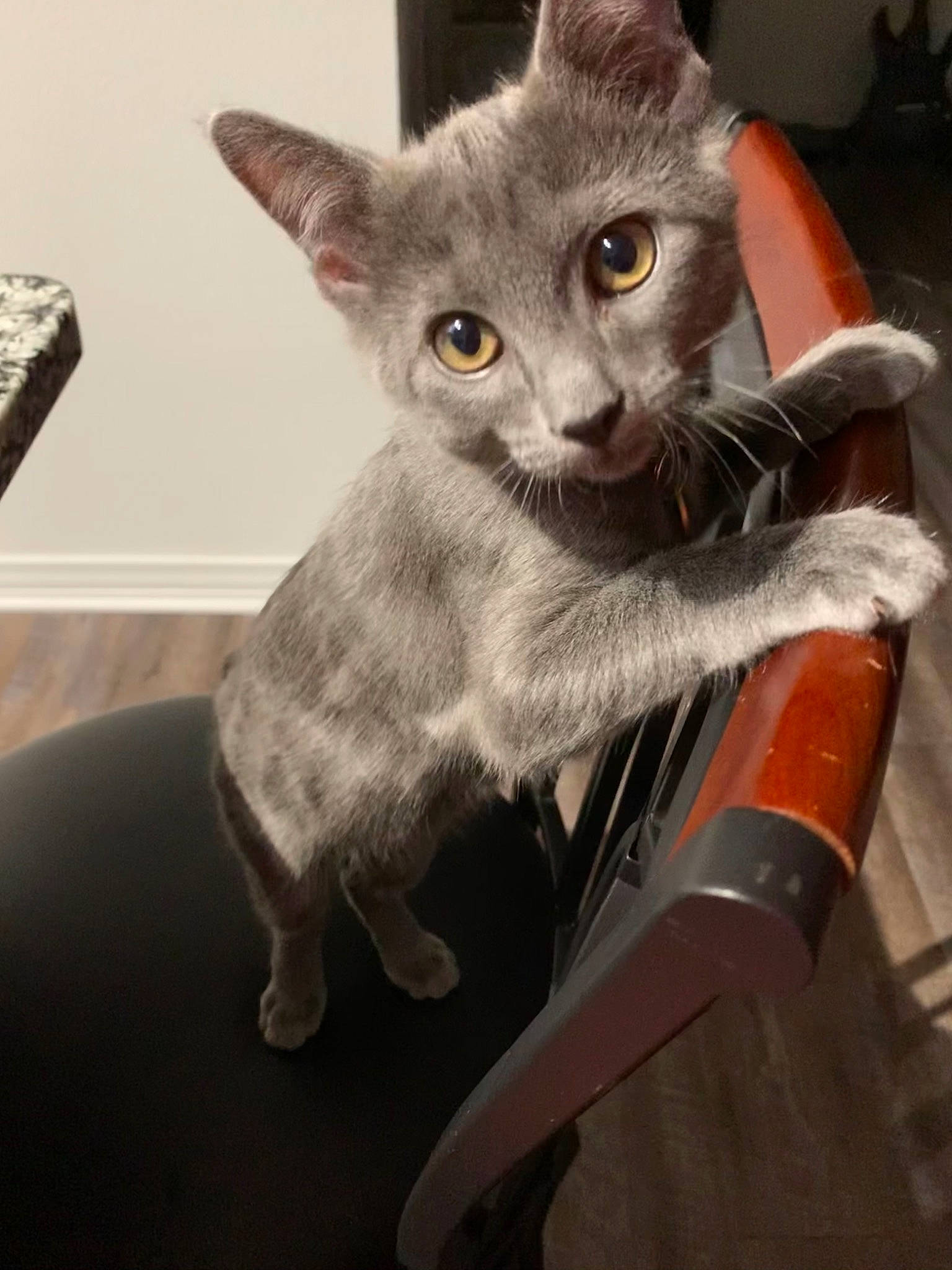 Niles joined the competition — help win amazing prizes! carnivore, cat, chartreux, claw, curious, domestic_short_haired_cat, felidae, fur, grey, iris, kitten, small_to_medium_sized_cats, snout, tail, vertebrate, whiskers
