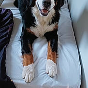 Vanille a rejoint le concours — aidez-le/la à gagner de superbes lots ! animal, bed, bernese_mountain_dog, black_fur, brown_fur, canine, dog, floor, furniture, happy, indoor, looking_at_camera, paws, person_partial, pet, resting, smiling_dog, sweatshirt, white_bed_sheet, wood_floor