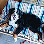 Vanille participe au concours pour gagner de l'argent avec cette photo : bench, bernese_mountain_dog, black_fur, blanket, brown_fur, canine, cozy, dog, floor, fur, happy, indoor, paw, pet, resting, rope_toy, smiling, striped_blanket, white_fur, wooden_bench