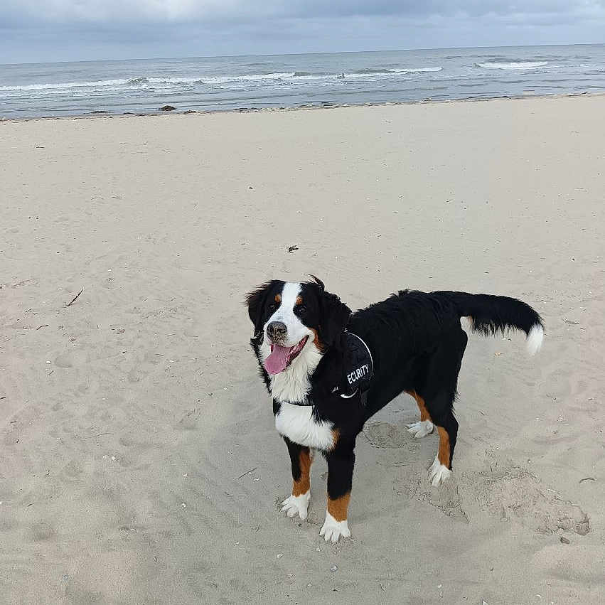 Vanille a rejoint le concours — aidez-le/la à gagner de superbes lots ! animal, ball, beach, canine, coast, dog, face, head, nature, outdoors, person, pet, photography, portrait, puppy, sea, shoreline, sky, soil, water