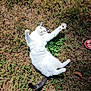 Maxou participe au concours pour gagner de l'argent avec cette photo : cat, white_cat, black_spots, grass, outdoor, sunlight, stretching, paws, relaxed, playful, animal, pet, nature, leaf, foot, sandal, summer, daylight, ground, lying_down