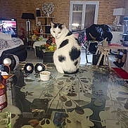 Maxou a rejoint le concours — aidez-le/la à gagner de superbes lots ! cat, black_and_white, glass_table, leaf_pattern, living_room, television, lamp, shelf, decoration, chair, candle, reflection, window, curtains, furniture, indoor, cozy, household_items, floor_tiles, curious