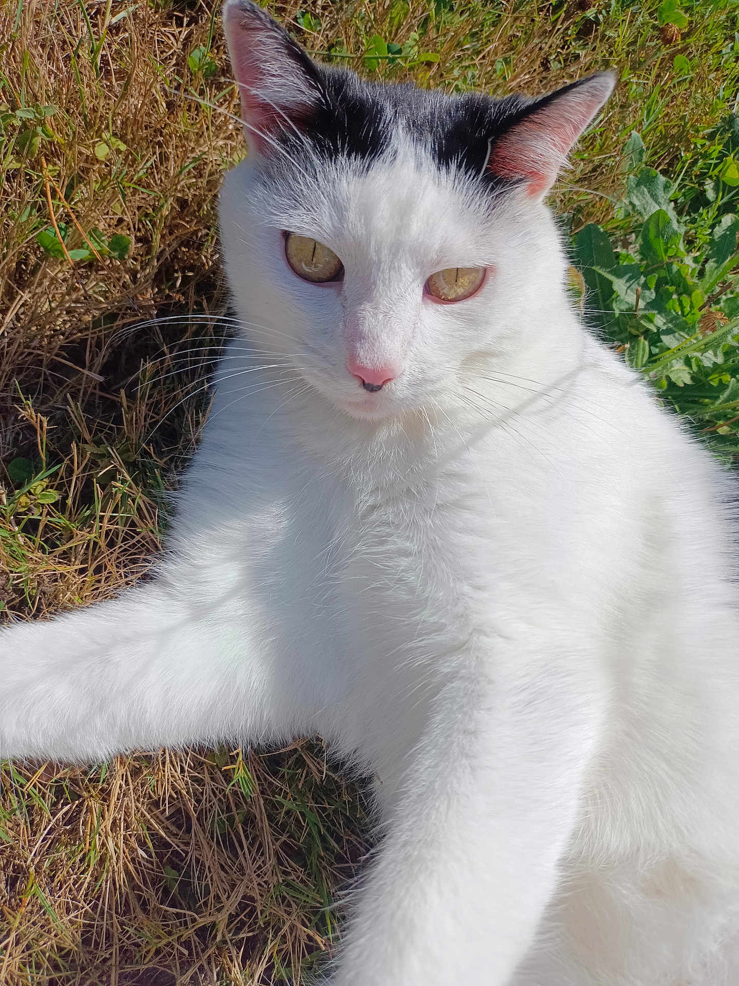 Maxou a rejoint le concours — aidez-le/la à gagner de superbes lots ! cat, white_cat, black_markings, outdoor, grass, sunlight, animal, pet, fur, close_up, nature, curious, relaxing, whiskers, head, eyes, mammal, daylight, greenery, resting