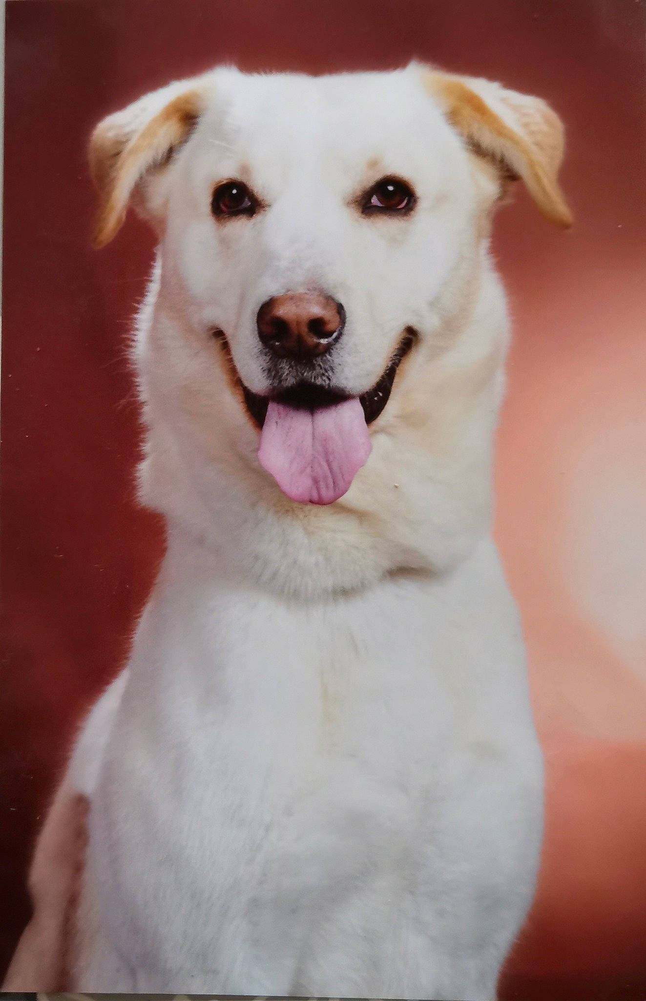 Harkos a rejoint le concours — aidez-le/la à gagner de superbes lots ! akbash_dog, canidae, carnivore, companion_dog, dog, dog_breed, great_pyrenees, livestock_guardian_dog, mammal, rare_breed_dog, sporting_group, vertebrate