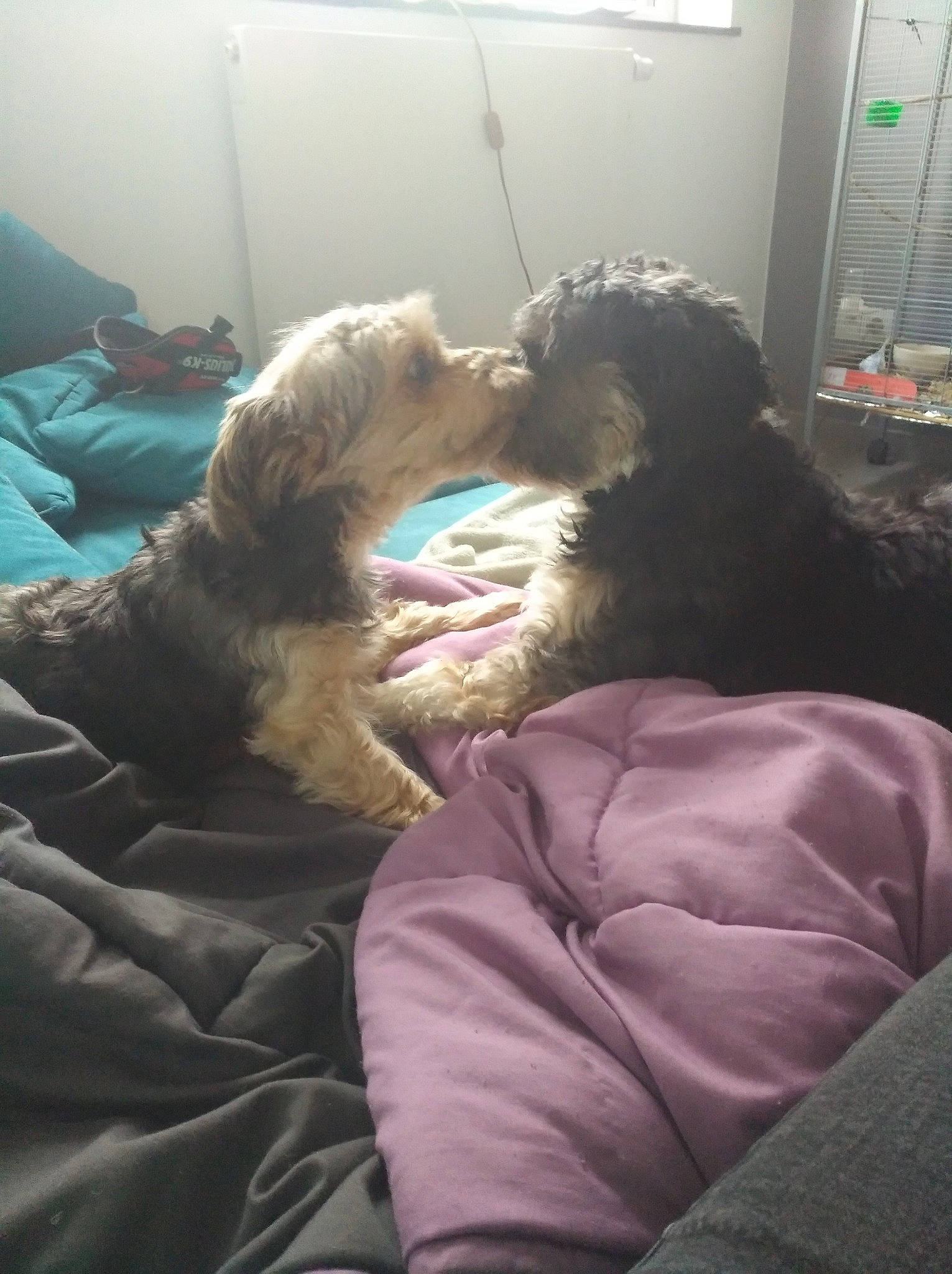 Zirka a rejoint le concours — aidez-le/la à gagner de superbes lots ! canidae, carnivore, cockapoo, companion_dog, dog, dog_breed, labradoodle, lagotto_romagnolo, morkie, nap, non_sporting_group, portuguese_water_dog, puppy, schnoodle, sporting_group, tibetan_terrier