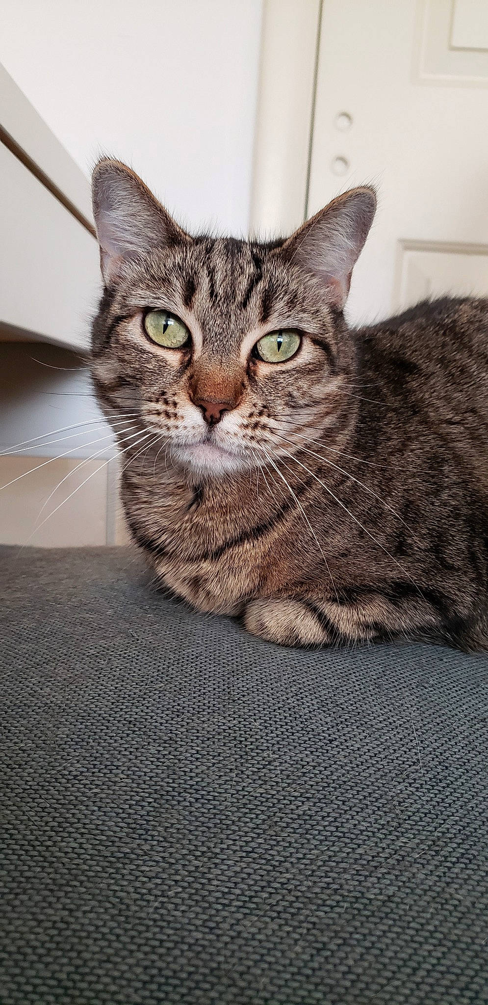 Artemis joined the competition — help win amazing prizes! aegean_cat, american_shorthair, american_wirehair, asian, australian_mist, california_spangled, carnivore, cat, domestic_short_haired_cat, dragon_li, european_shorthair, felidae, kitten, mammal, pixie_bob, small_to_medium_sized_cats, snout, tabby_cat, vertebrate, whiskers