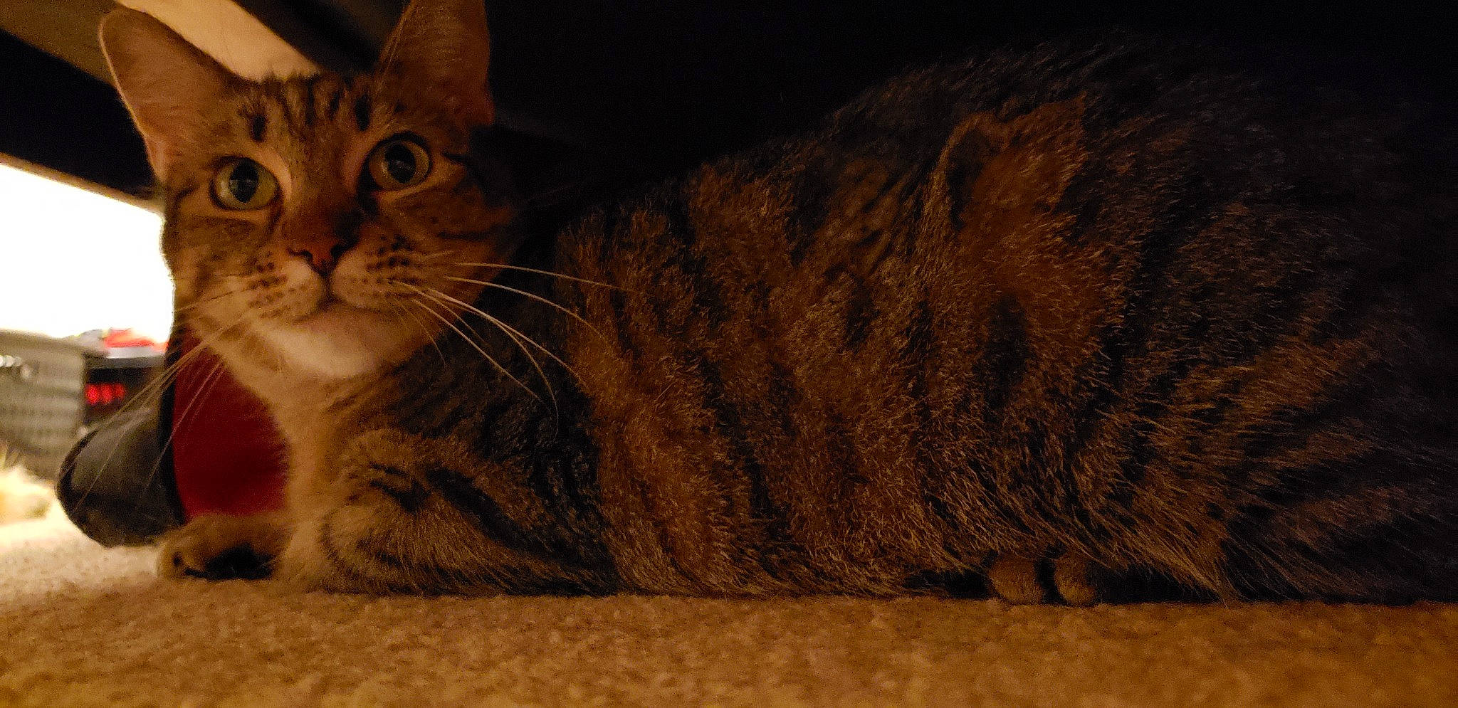 Artemis joined the competition — help win amazing prizes! american_bobtail, arabian_mau, asian, bengal, california_spangled, carnivore, cat, chausie, domestic_short_haired_cat, european_shorthair, felidae, fur, mammal, ocicat, small_to_medium_sized_cats, snout, tabby_cat, toyger, vertebrate, whiskers