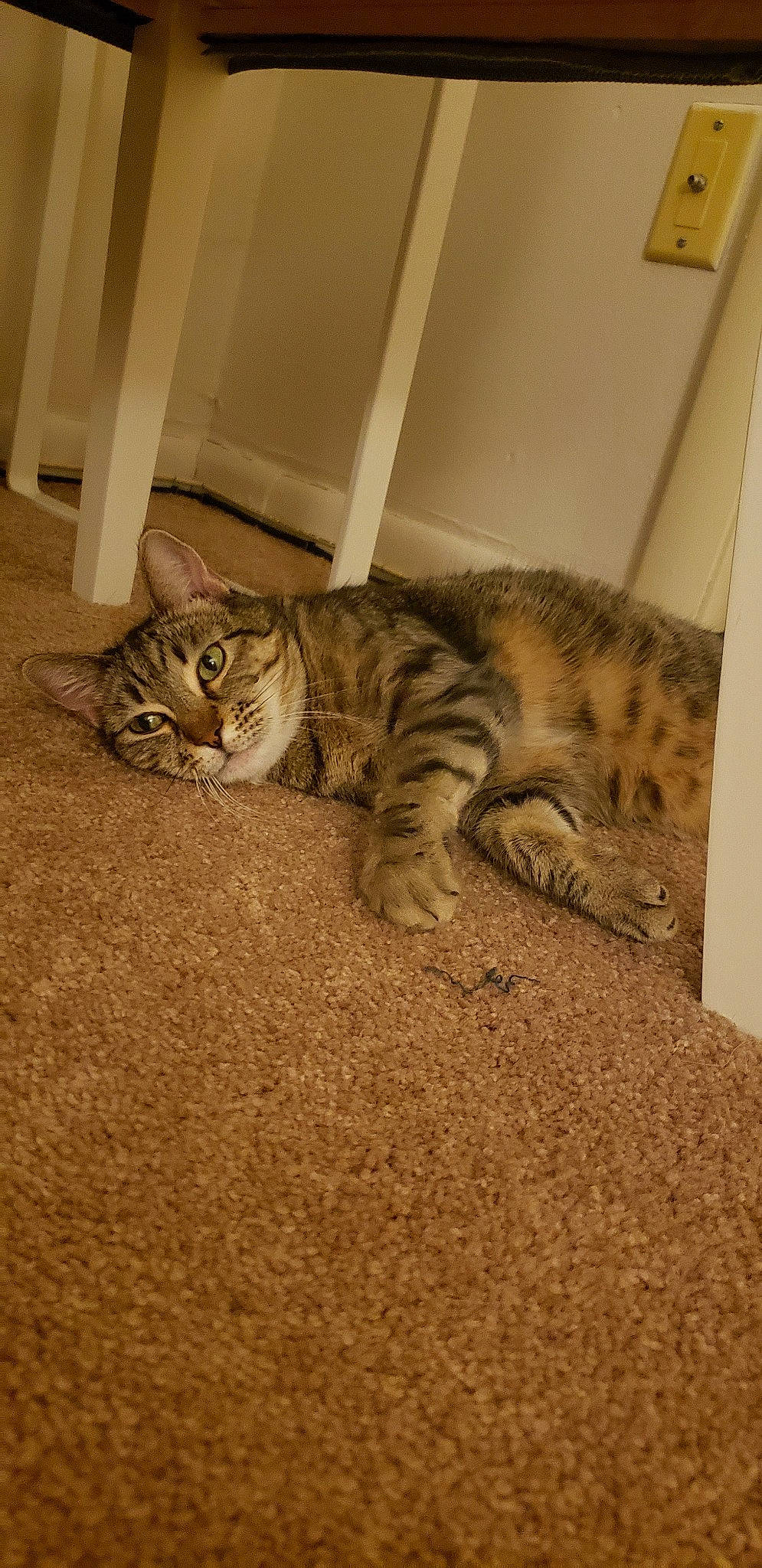 Artemis joined the competition — help win amazing prizes! american_shorthair, asian, australian_mist, bengal, california_spangled, carnivore, cat, domestic_short_haired_cat, dragon_li, egyptian_mau, european_shorthair, felidae, kitten, mammal, ocicat, pixie_bob, small_to_medium_sized_cats, tabby_cat, vertebrate, whiskers