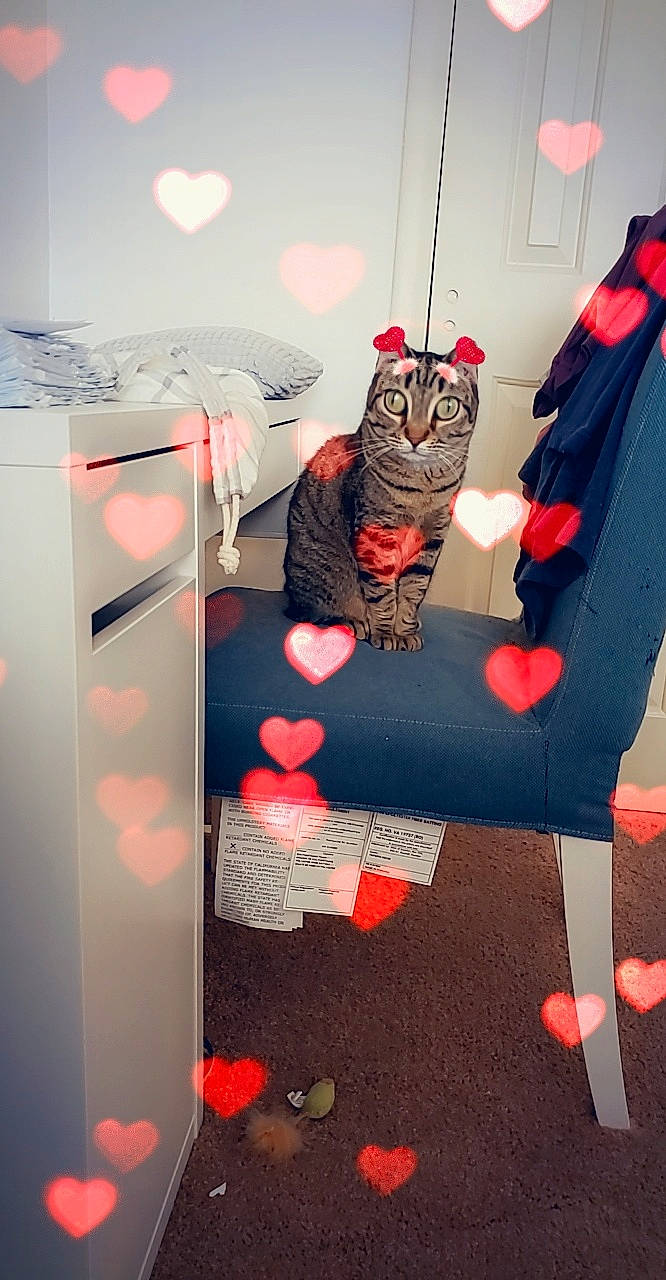 Artemis joined the competition — help win amazing prizes! cat, felidae, illustration, small_to_medium_sized_cats