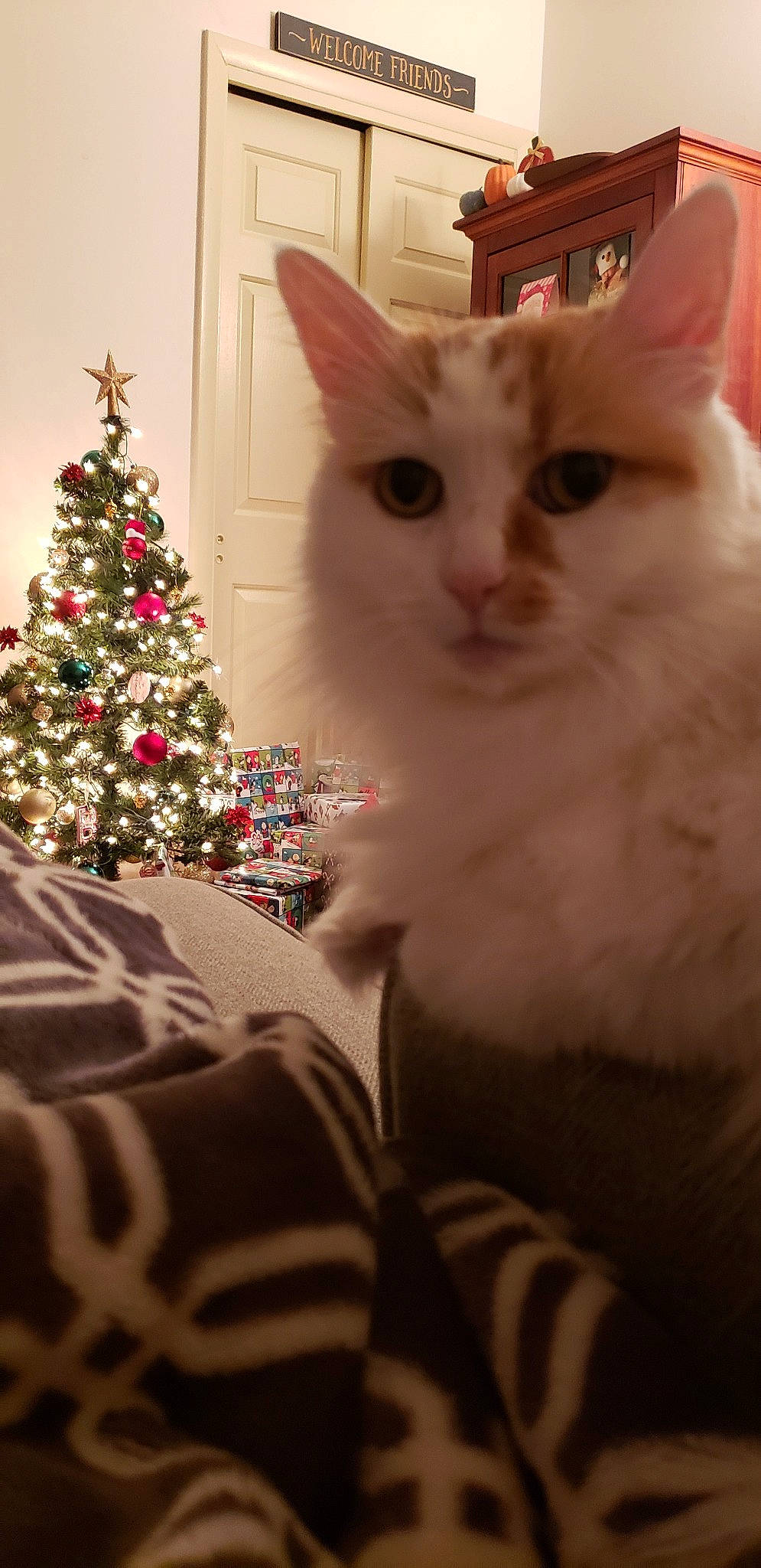 Scooch joined the competition — help win amazing prizes! carnivore, cat, christmas, christmas_eve, christmas_tree, felidae, fur, kitten, maine_coon, mammal, plant, ragdoll, small_to_medium_sized_cats, tree, turkish_angora, whiskers