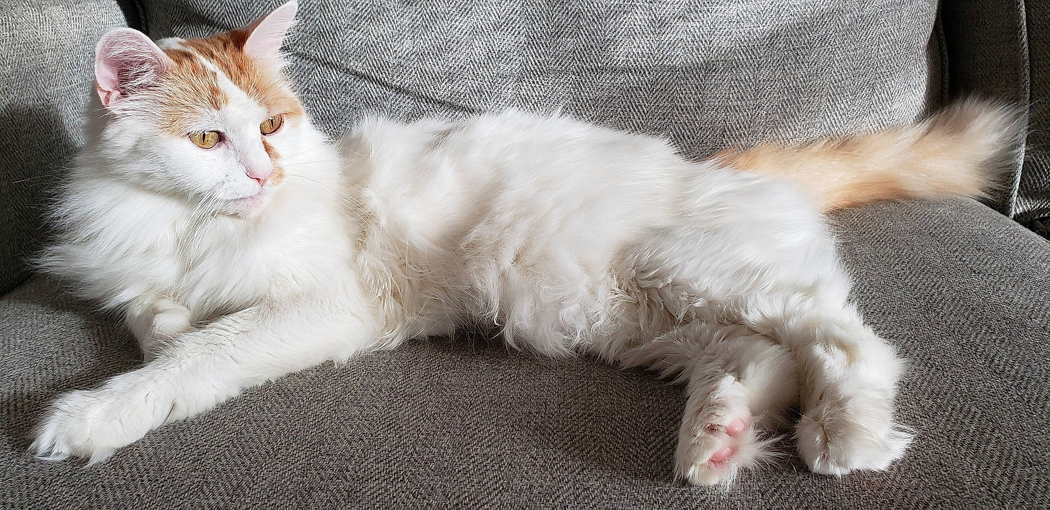 Scooch is registered to the contest to win money with this photo: aegean_cat, american_wirehair, asian, british_semi_longhair, carnivore, cat, domestic_long_haired_cat, felidae, fur, kitten, mammal, norwegian_forest_cat, paw, polydactyl_cat, ragdoll, small_to_medium_sized_cats, turkish_angora, turkish_van, vertebrate, whiskers