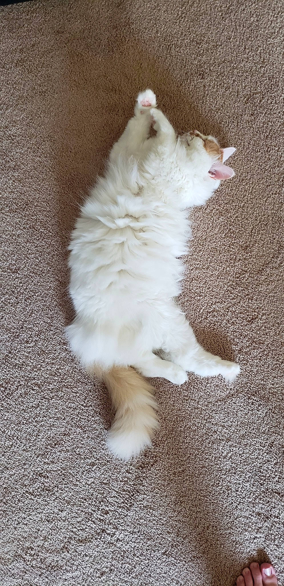 Scooch is registered to the contest to win money with this photo: american_curl, carnivore, cat, cymric, domestic_long_haired_cat, felidae, fur, kitten, mammal, norwegian_forest_cat, paw, persian, polydactyl_cat, ragamuffin, ragdoll, small_to_medium_sized_cats, tail, turkish_angora, turkish_van, whiskers