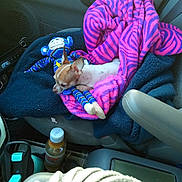 Addie joined the competition — help win amazing prizes! dog, chihuahua, toy, stuffed_animal, blanket, car_seat, interior, pet, small_dog, resting, plush_toy, striped, pink, purple, blue, cozy, travel, seat, comfort, nap