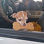 dog, chihuahua, car, window, bone, biscuit, person, cap, steering_wheel, interior, seat, blanket, pet_bed, toy, animal, cute, small_dog, looking_out, vehicle, daylight