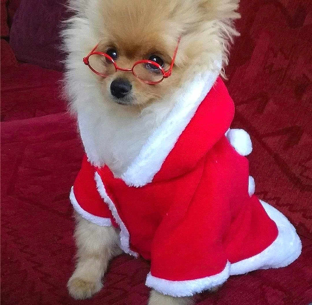 Loulou