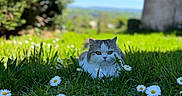 Polly participe au concours pour gagner de l'argent avec cette photo : animal, blue_sky, blurred_background, building, cat, daisy, flower, fluffy, grass, gray_cat, greenery, meadow, nature, outdoor, peaceful, plant, sky, sunlight, tree, white_cat