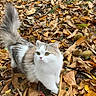 Polly a rejoint le concours — aidez-le/la à gagner de superbes lots ! animal, autumn, cat, curious, cute, domestic_cat, fall, fluffy_tail, fur, ground, leaf_litter, leaves, mammal, nature, outdoor, pet, seasonal, walking, whiskers, yellow_eyes