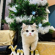 Polly a rejoint le concours — aidez-le/la à gagner de superbes lots ! cat, celebration, christmas_tree, curious, cute, decorations, festive, floor, gift_wrap, gray_fur, holiday, holiday_decor, indoor, kitten, ornaments, pet, walking, white_fur, wooden_floor, xmas_sign