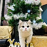 cat, celebration, christmas_tree, curious, cute, decorations, festive, floor, gift_wrap, gray_fur, holiday, holiday_decor, indoor, kitten, ornaments, pet, walking, white_fur, wooden_floor, xmas_sign