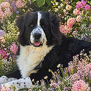 Gargouille participe au concours pour gagner de l'argent avec cette photo : dog, black_and_white, flower_garden, pink_flowers, purple_flowers, white_flowers, grass, outdoor, nature, pet, canine, lying_down, tongue_out, fluffy, garden, sunlight, colorful, plants, spring, serene