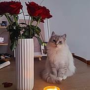 Yumi a rejoint le concours — aidez-le/la à gagner de superbes lots ! animal, candle, cat, cozy, cute, feline, flower, fluffy_cat, glow, home_decor, indoor, light, pet, red_rose, rose, still_life, table, vanilla_honey, vase, wooden_table