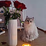 animal, candle, cat, cozy, cute, feline, flower, fluffy_cat, glow, home_decor, indoor, light, pet, red_rose, rose, still_life, table, vanilla_honey, vase, wooden_table