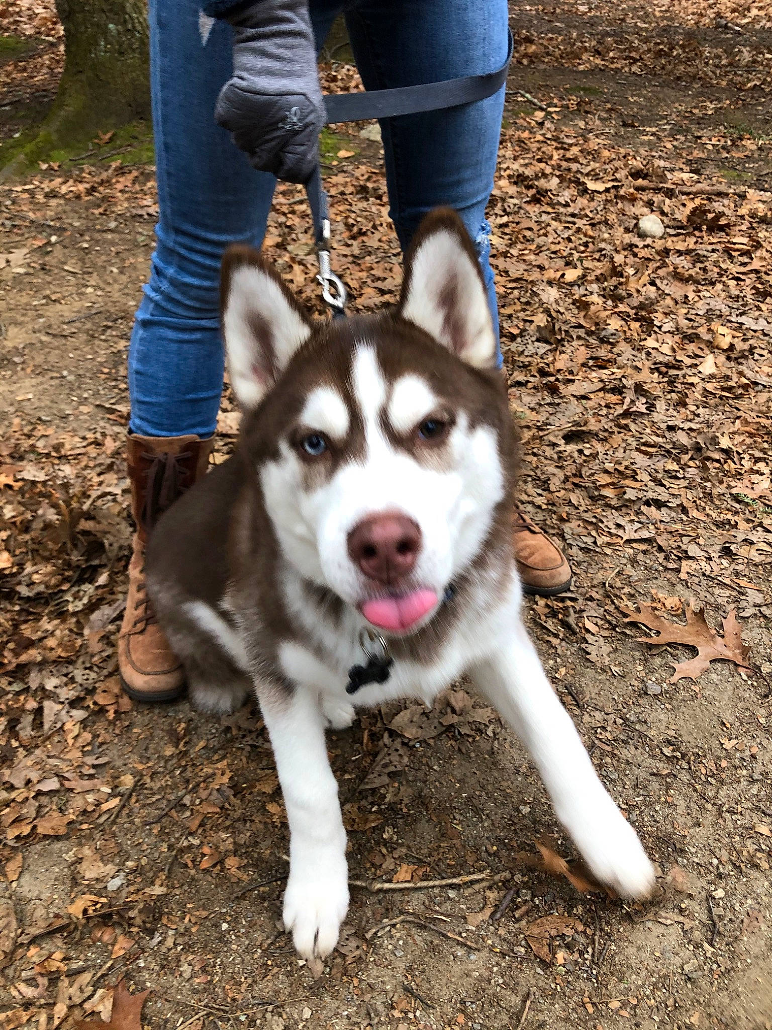 Blue joined the competition — help win amazing prizes! alaskan_malamute, canadian_eskimo_dog, canidae, carnivore, dog, dog_breed, mammal, native_american_indian_dog, northern_inuit_dog, rare_breed_dog, sakhalin_husky, seppala_siberian_sleddog, siberian_husky, sled_dog, snout, sporting_group, tamaskan_dog, vertebrate, wolfdog, working_dog